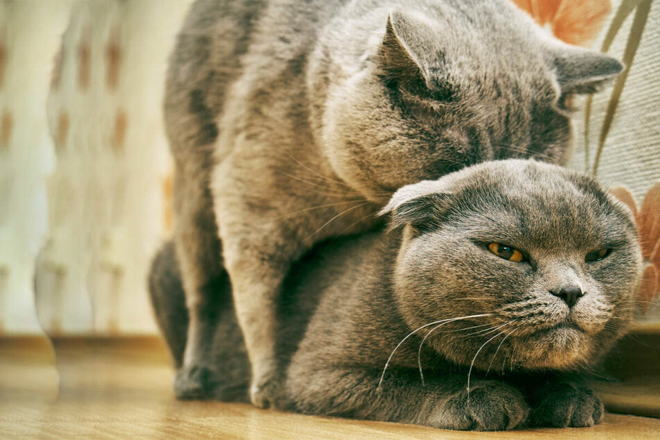 How to help a cat in heat: Symptoms and home remedies
