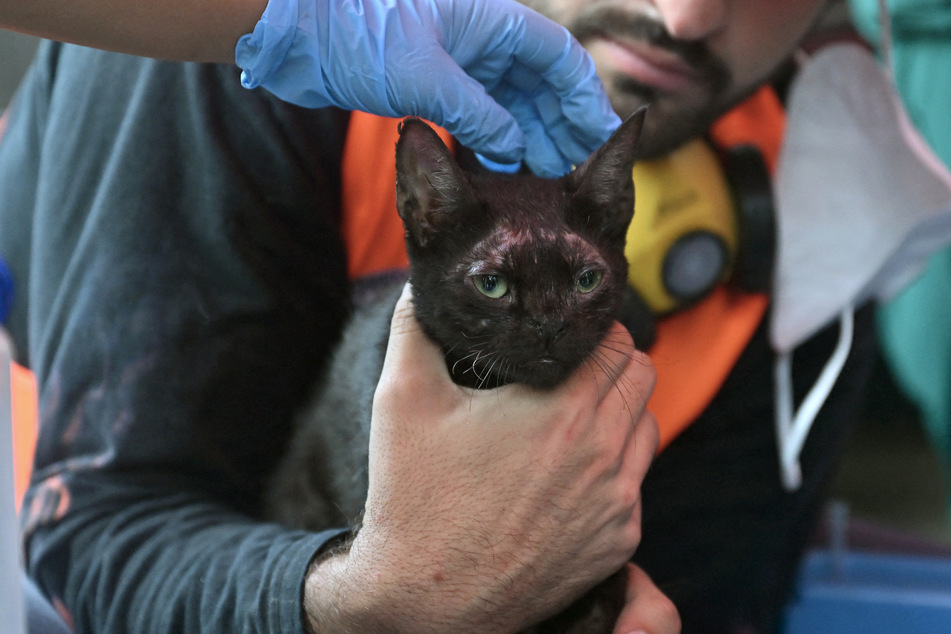 A cat was miraculously rescued from the rubble of Venezuelan earthquakes that killed more than 5,000 people last month.
