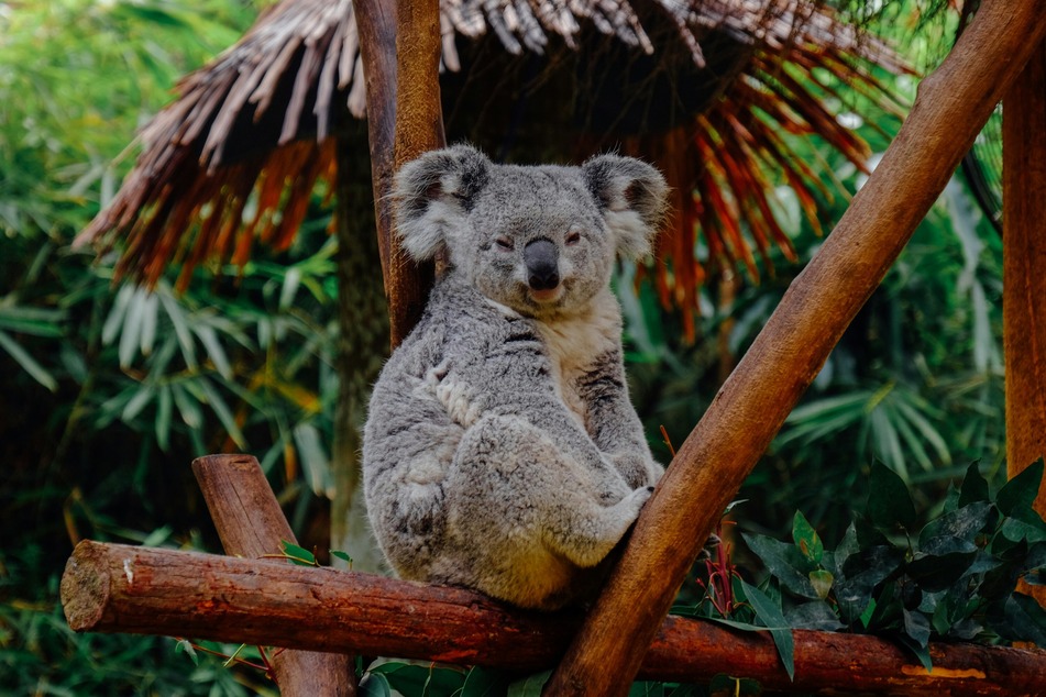 Koala cuddling is getting banned across much of Australia: Why?