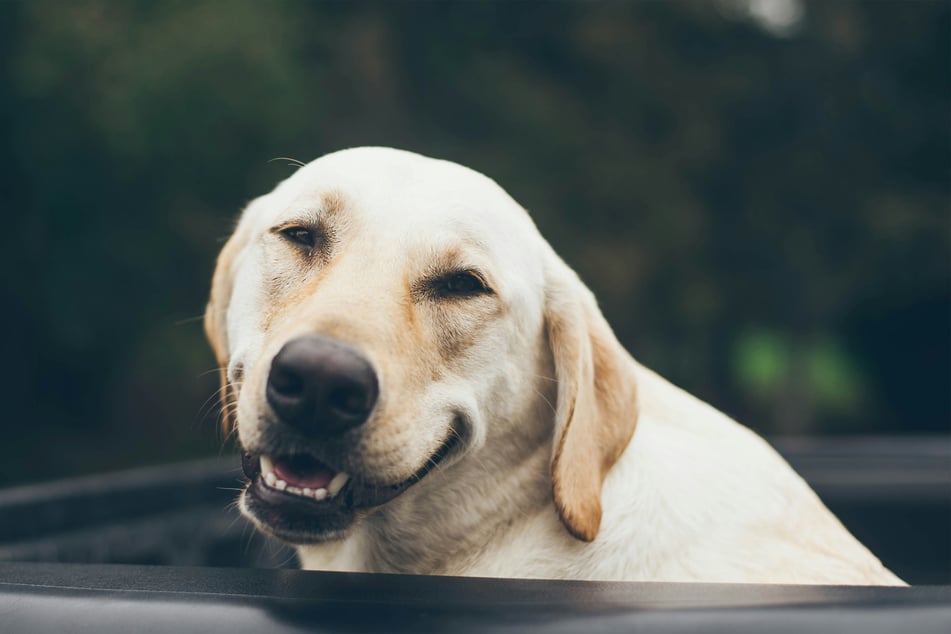 You have nothing to worry about if your friend's dog is following you around.