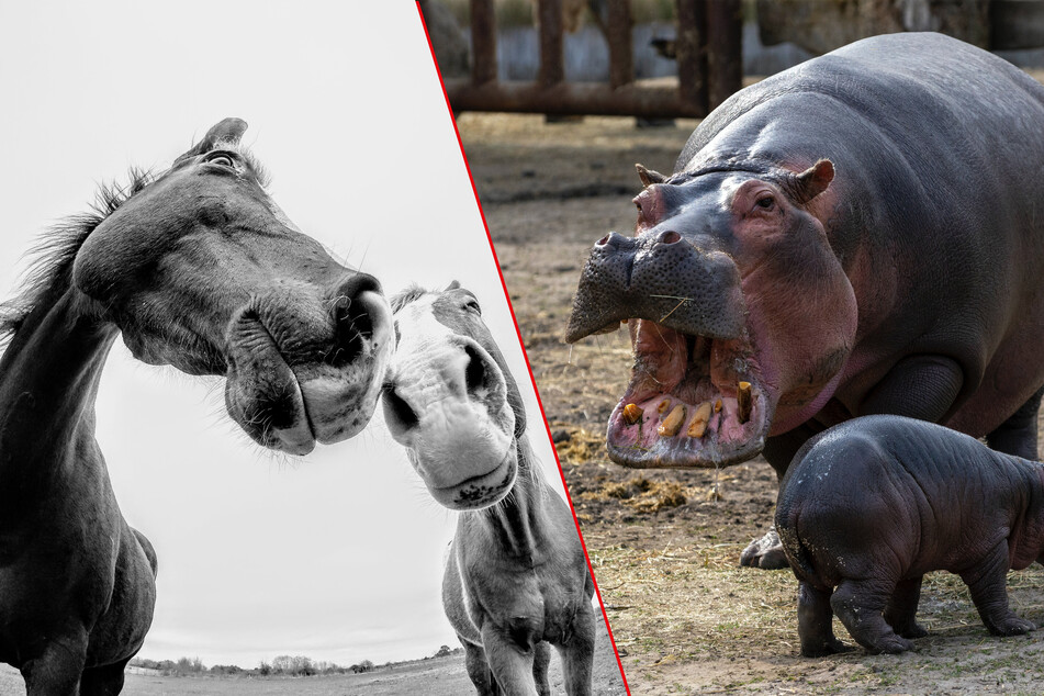 What is the most dangerous land animal in the world?