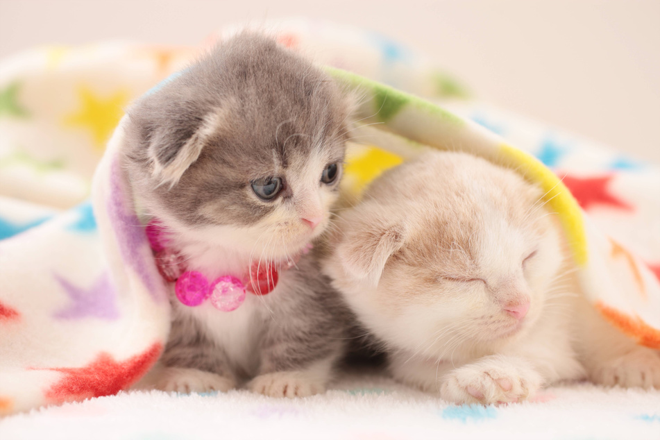 Munchkin cats are as cute as they are bizarre.