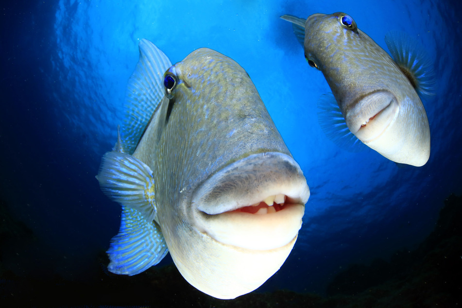 This photo of Grey trigger fish won the Creatures Under the Sea Award and was taken in Faial, Azores.
