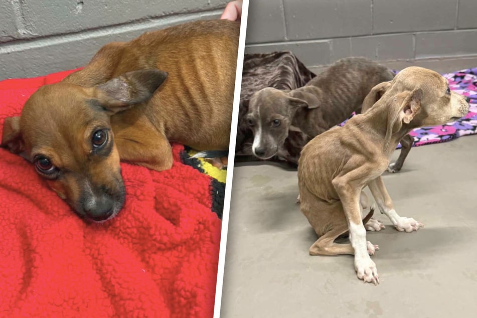 The rescued dogs are currently receiving medical care. It is still unclear when, or if, they will be cleared for adoption.