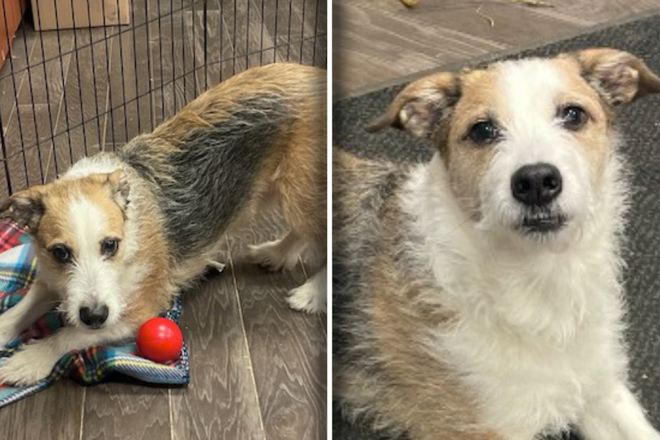 After eight years in a family, Winchester the dog suddenly found himself taken back to an animal shelter with no explanation.