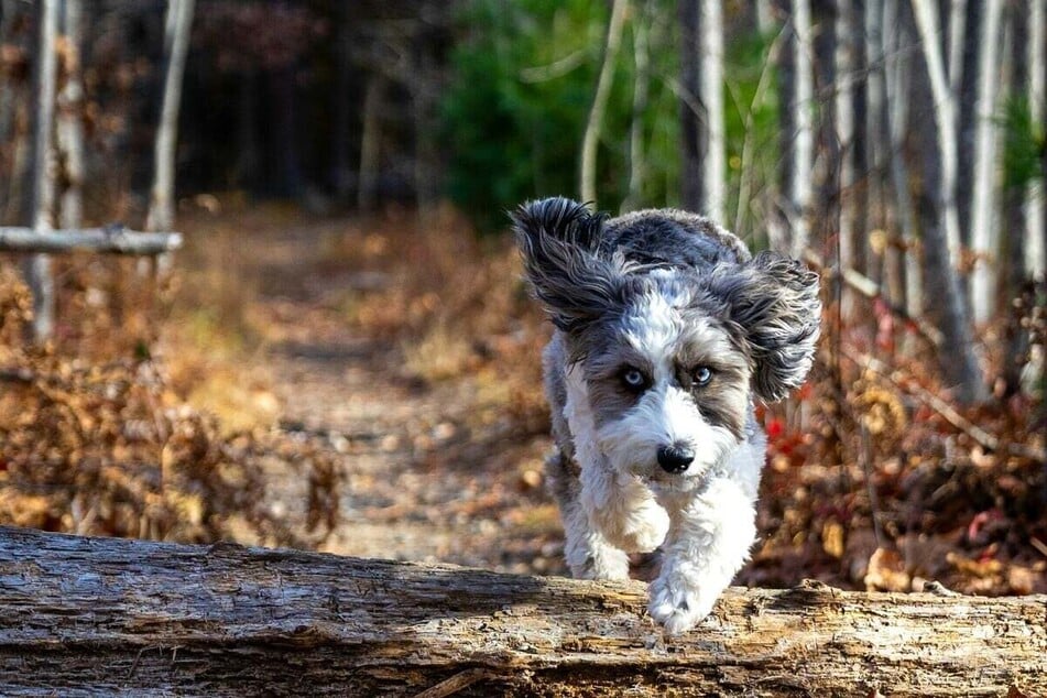 An Australian Shepherd Poodle mix needs sufficient exercise and activity.