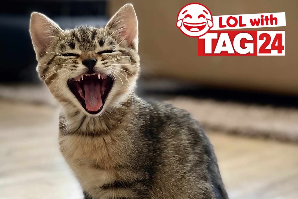 Today's Joke of the Day is in honor of Caturday!