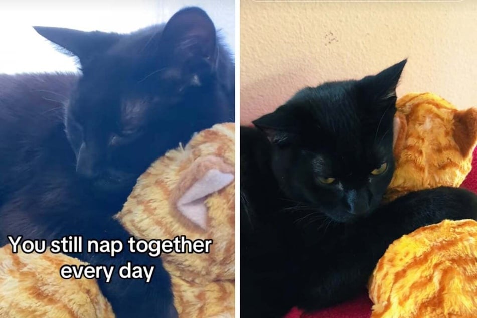 The black cat now always cuddles with a soft toy that looks like her brother.