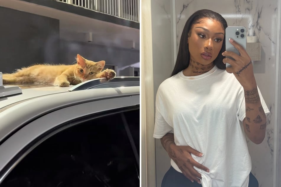 Megan Thee Stallion may soon have a new orange cat as a pet.