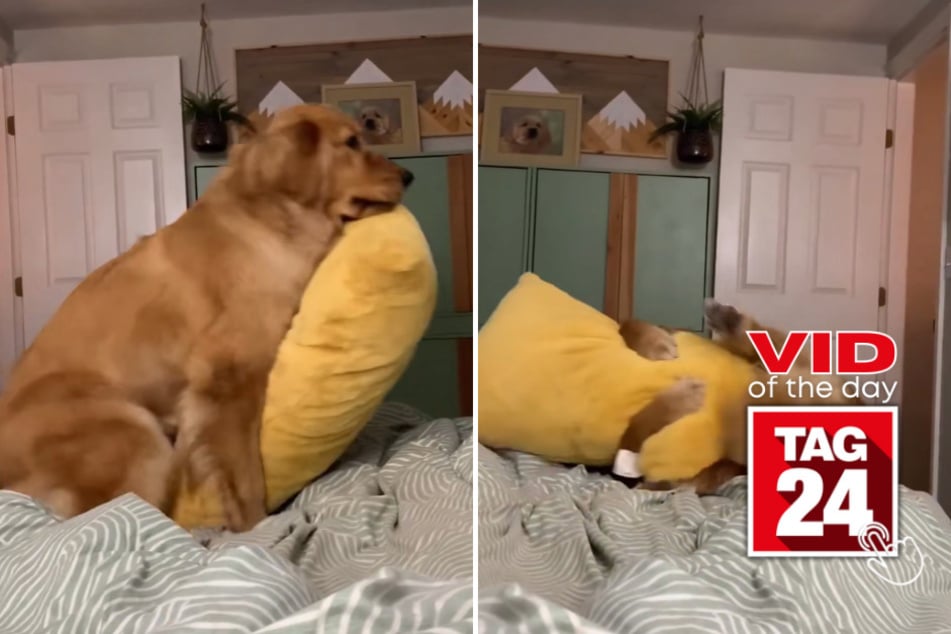 Viral video of the day for March 17, 2023: Dog goes down!