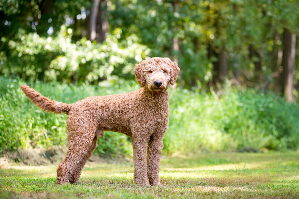 A Goldendoodle can have different coat colors.