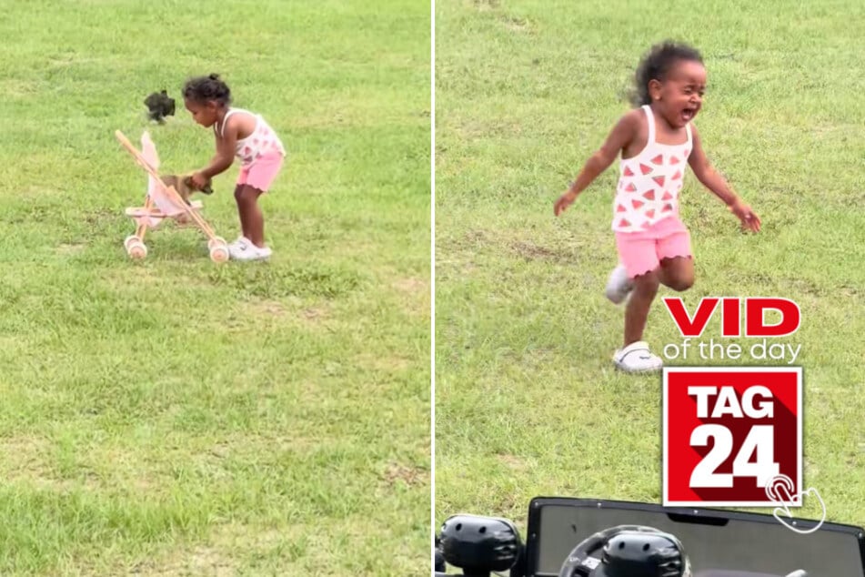 Viral Video of the Day for May 16, 2026: Bird on the loose sends toddler running in hilarious TikTok