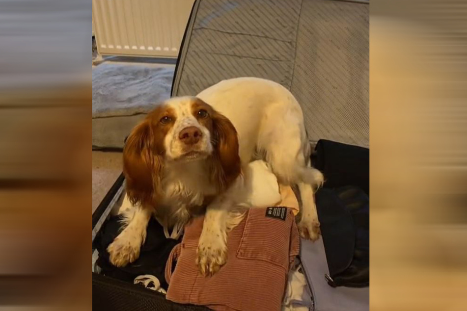 Louisa's dog sits down on her suitcase, doesn't seem to want her owner to leave.