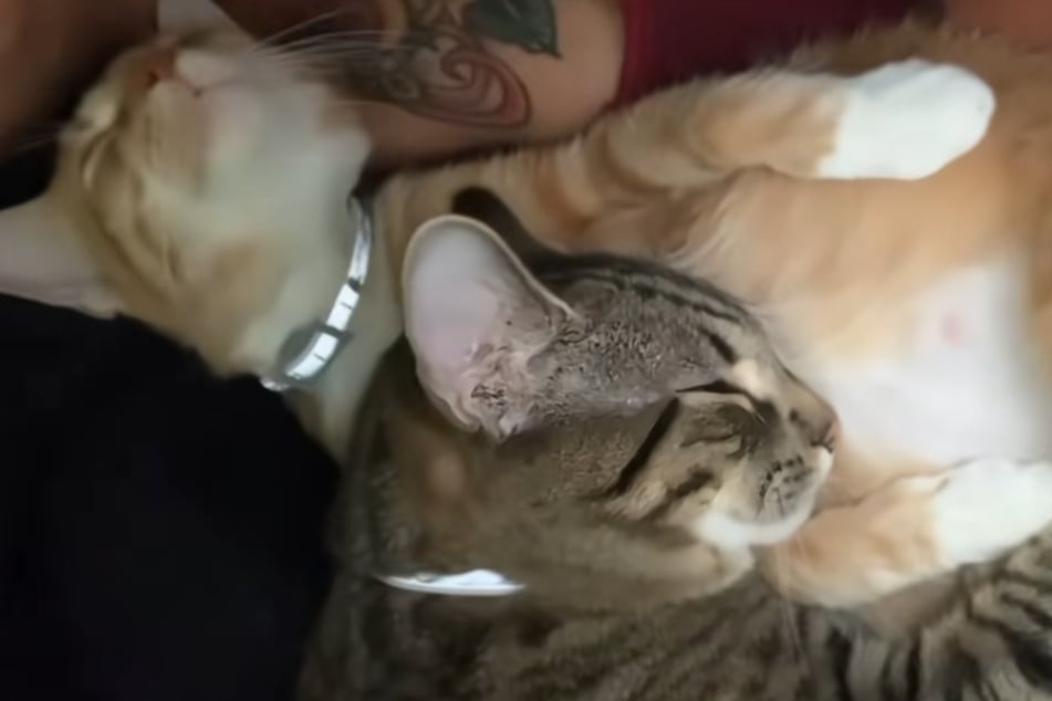 Moose the cat snuggles up to pregnant Cheeto's baby belly.