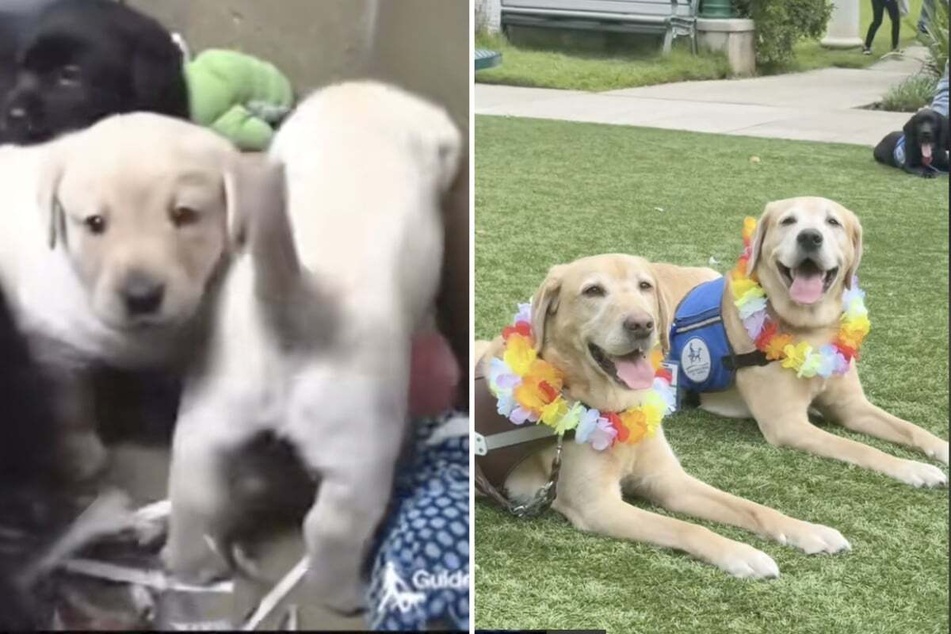 Five weeks after Labrador dogs Maple and Mikey were born, the two brothers were separated and raised in different states.