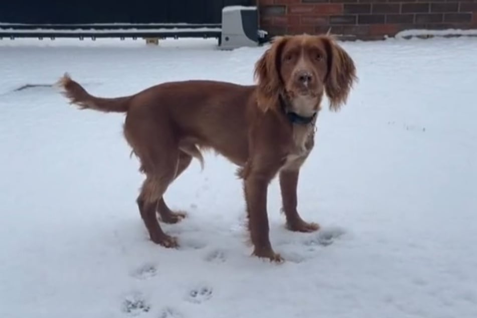 Roscoe the dog was quite unsure of the snow at first.