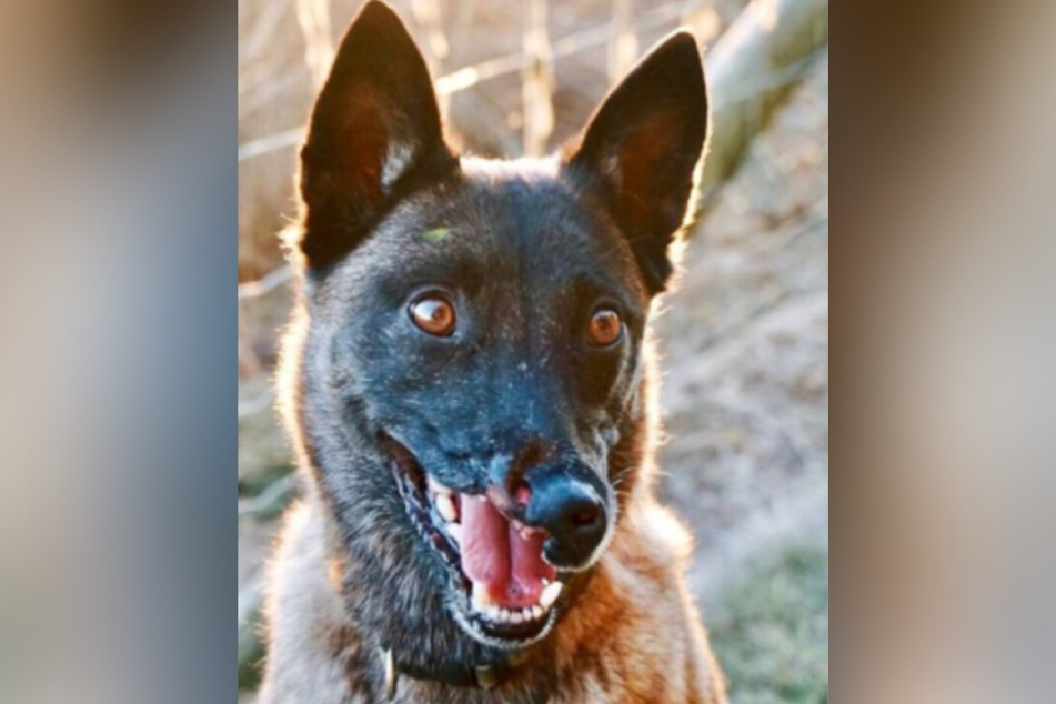 Disfigured dog inspires thousands with his story of survival