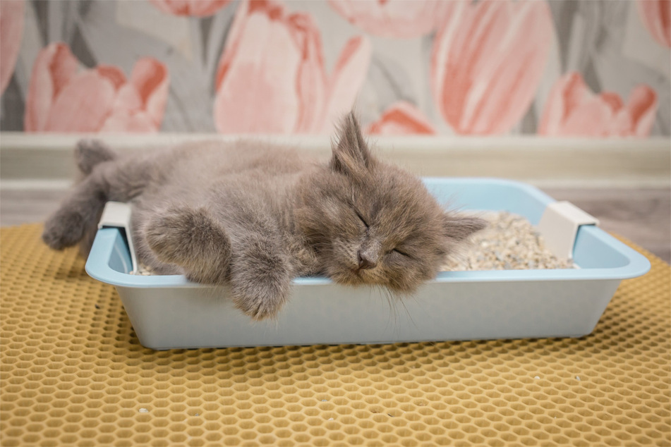 If a cat sleeps in the litter box, there may be various causes,