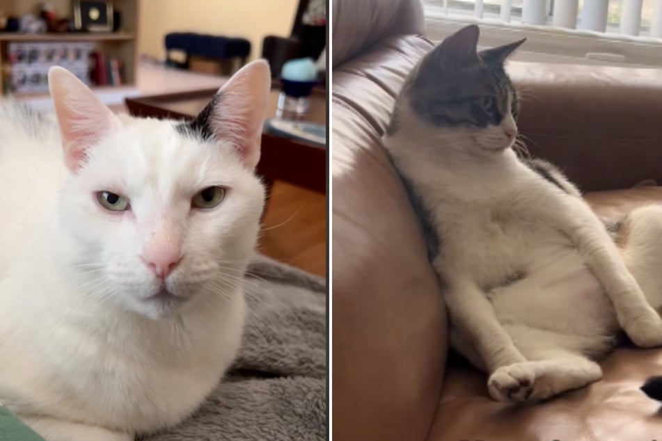 Cats react to JD Vance's "childless cat ladies" dig – and they're not amused!