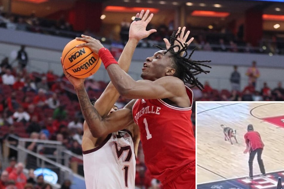 The Louisville Cardinals lost 71-54 to Virginia Tech on Tuesday, but a dog taking a dump on the court (inset) was the stinky icing on the cake.