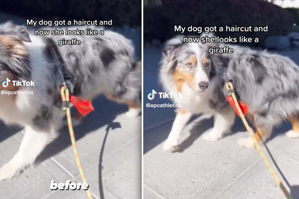 Australian shepherd looks unrecognizable after radical haircut!