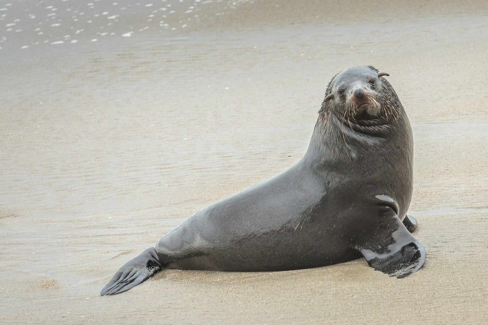 A bike rider who decapitated a sea lion over Christmas and rode off with the animal's head in a clear plastic bag was being hunted on Thursday. (Stock image)