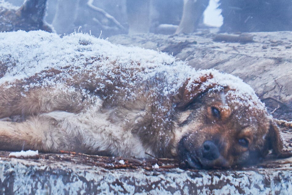This dog was to meet a bitterly cold end until someone heard its cries