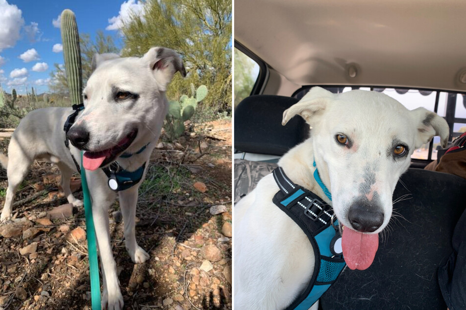 Boo! "Ghost" dog wanders the desert until animal lovers step in