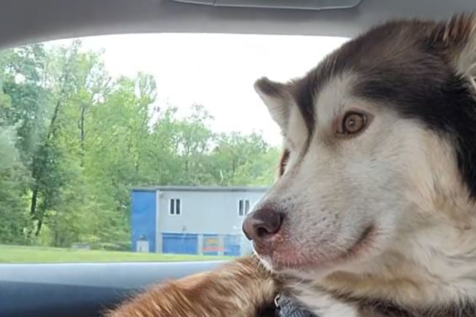 A dog named Maggie delighted her owner with a heartwarming – and unexpected – reaction to their reunion after several days apart.