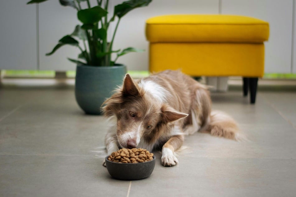 A sign of depression in your pet dog could be a lack of appetite at mealtimes.