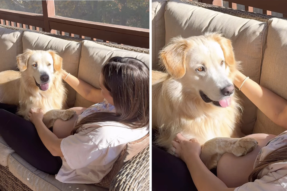 Dog's reaction to baby kicking is absolutely enchanting