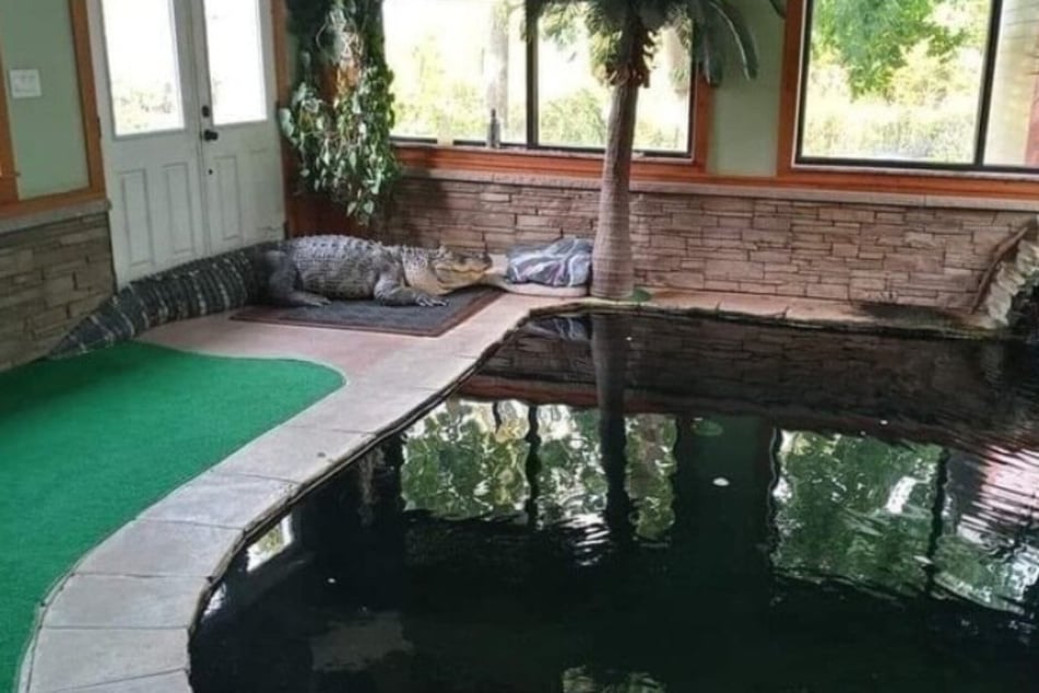 Albert in his habitat: Tony has been looking after the alligator for 34 years.
