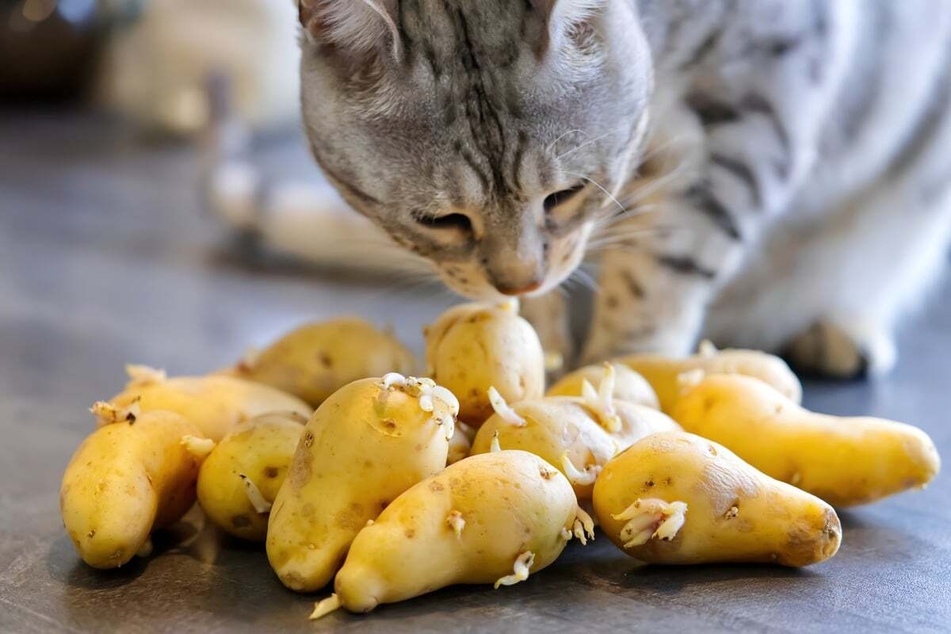 Cats should only eat potatoes cooked and unseasoned.