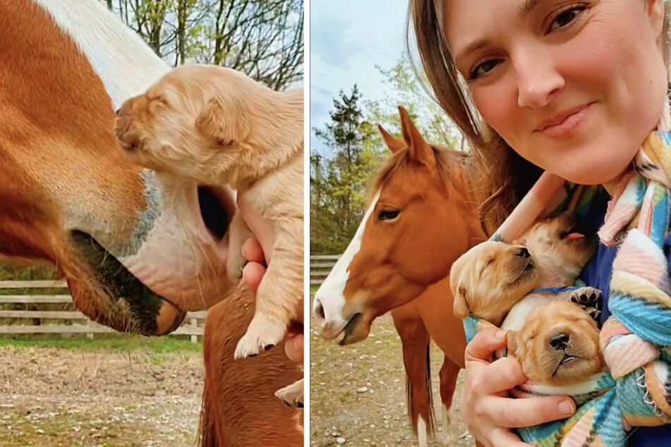 Golden retriever puppies are introduced to horses in heartwarming clip!