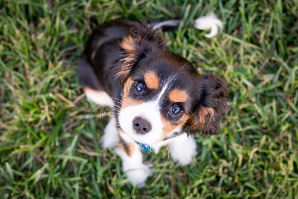 It's important to train these cheeky little puppies.