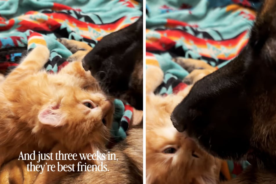 After three weeks, one can safely say that the cat and the dog have become the best of friends.