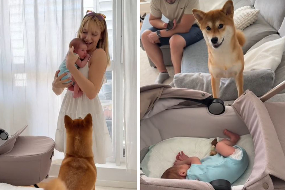 Dog's reaction to new baby melts millions of hearts on TikTok