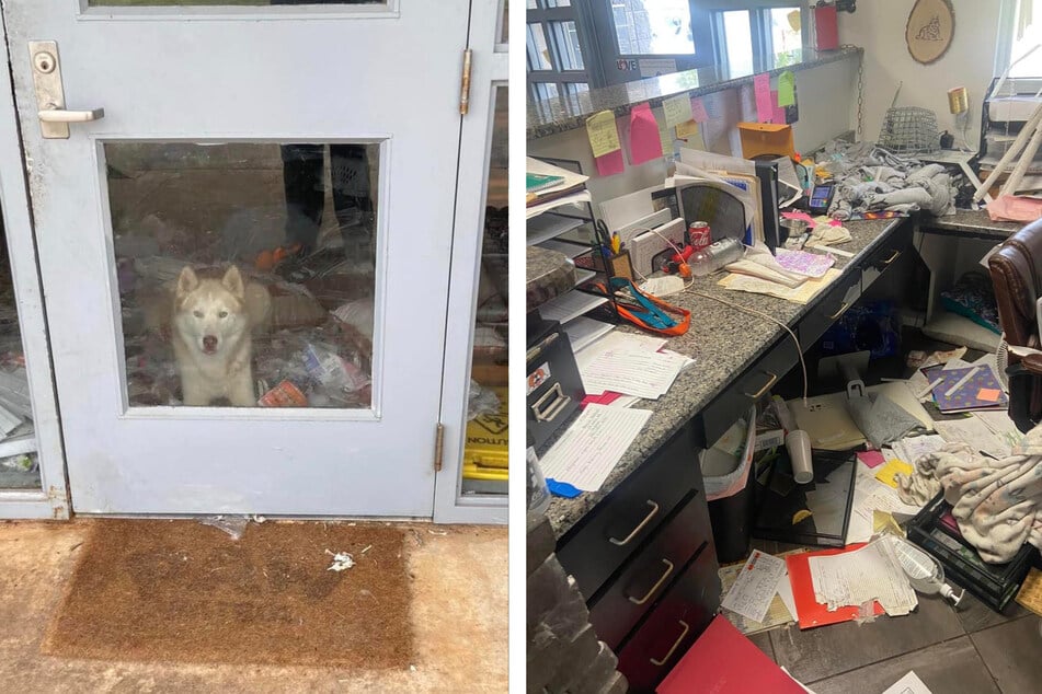 A Husky name Titan made a huge mess at the animal shelter.