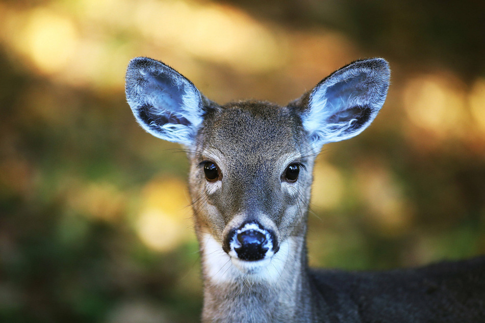 White-tailed deer are at particular risk of contracting the coronavirus, new research shows.