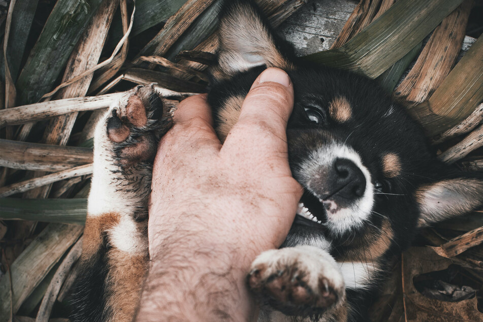 There are many potential reasons why your dog might be biting you.
