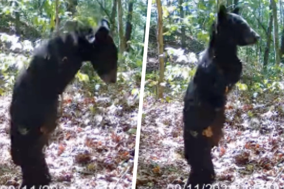 At first glance, the bear looks like a human in a costume.
