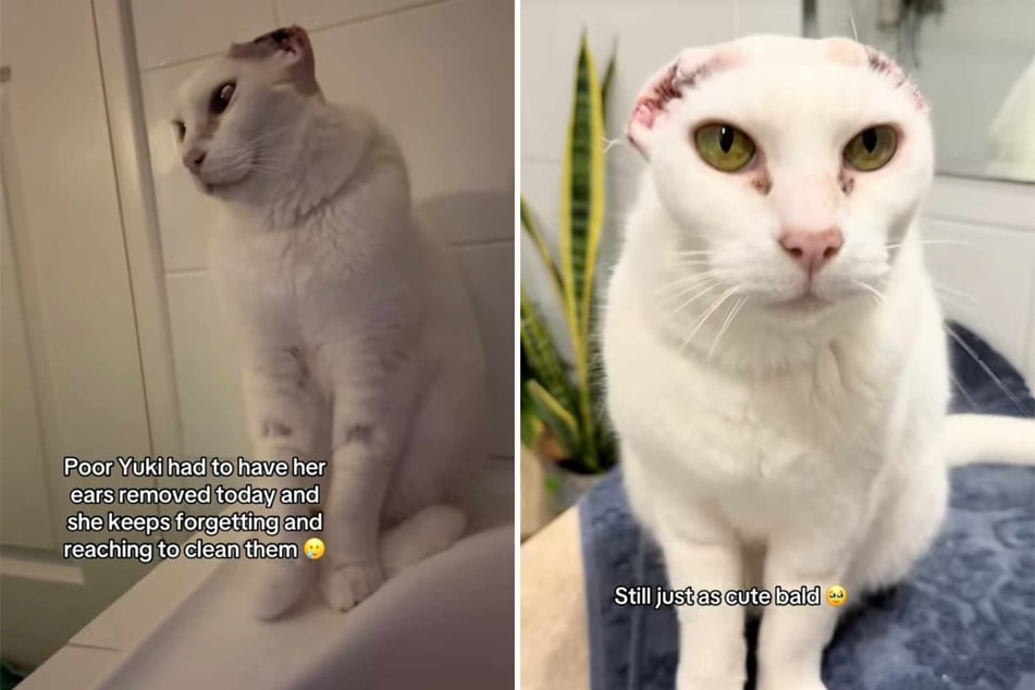 Cat has tragic reaction when she realizes her ears have been amputated – then she gets the kindest gift