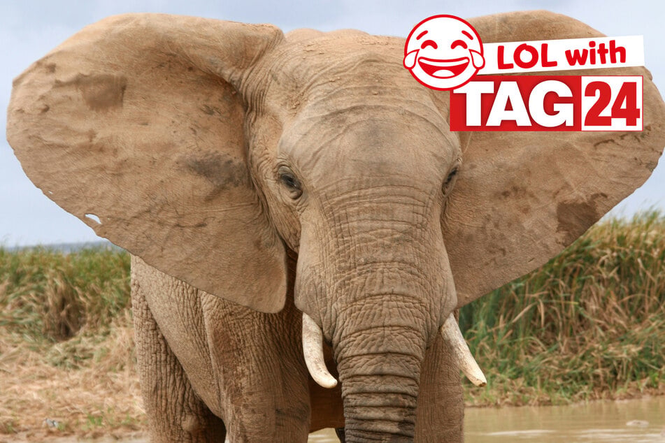 Joke of the Day for October 5, 2026: An elphant sized laugh!