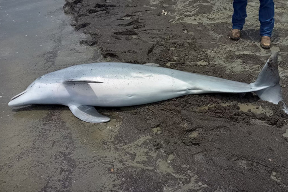 The dolphin did not survive the shots.