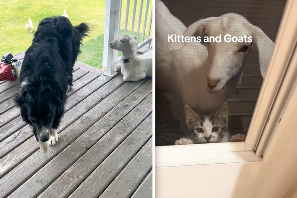 This goat is serious about taking care of his buddies on the farm.