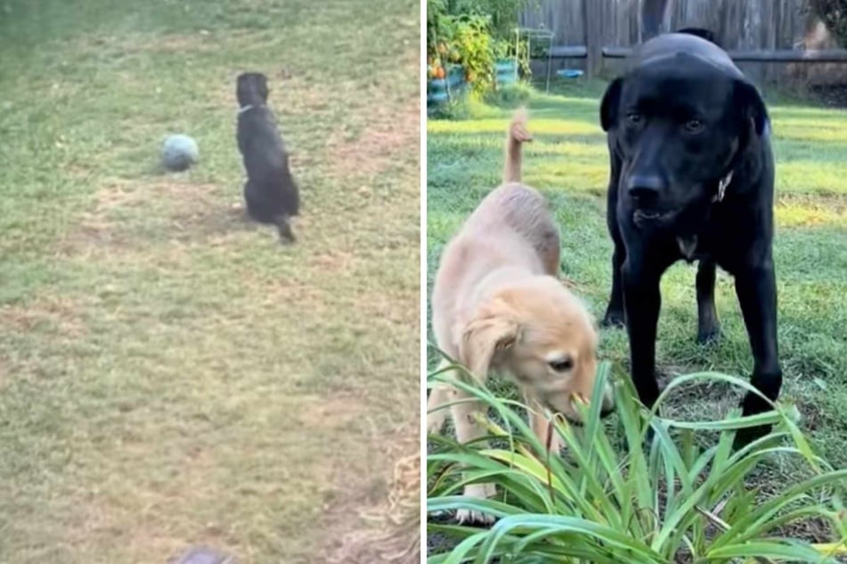 Dog is desperately lonely until mom has a brilliant idea: "got a dog for my dog!"