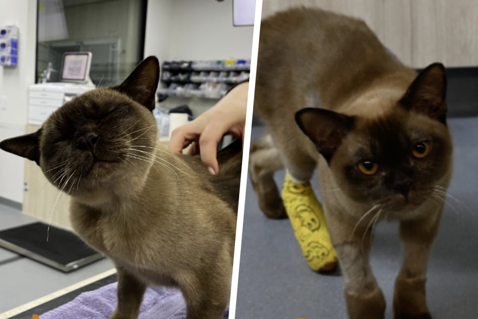 Pablo the cat is now well again but, in addition to his serious internal injuries, he also lost some of his claws.