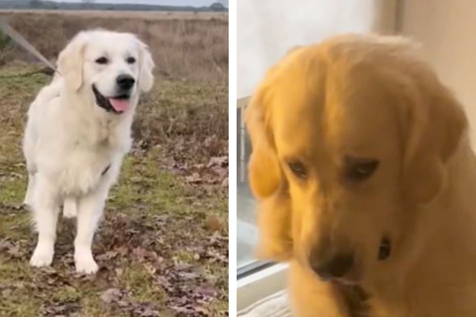 Golden retriever's heartbreaking reaction to a new house rule hits hard