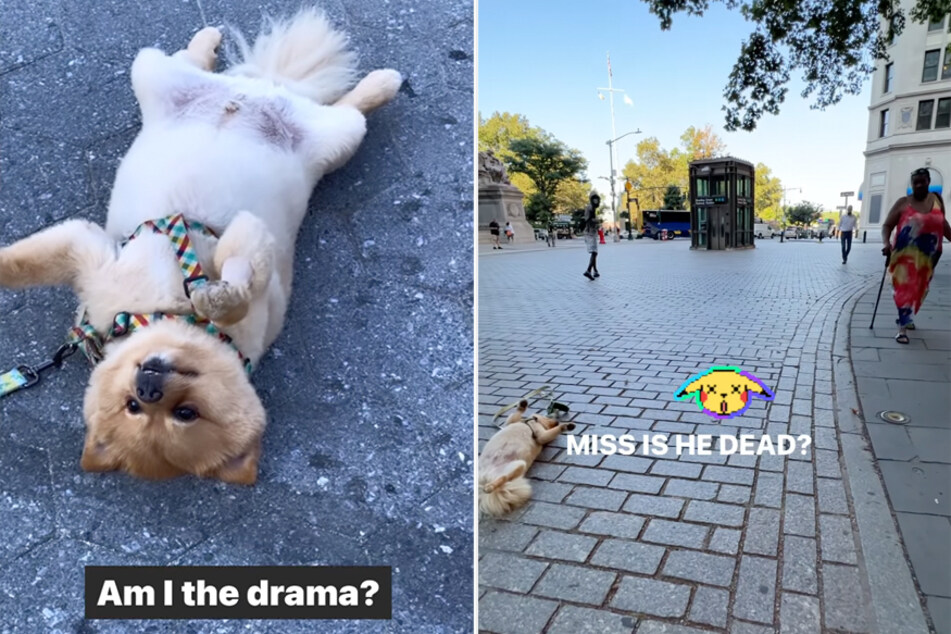 One dog's heart-stopping relaxation trick leaves strangers dumbfounded