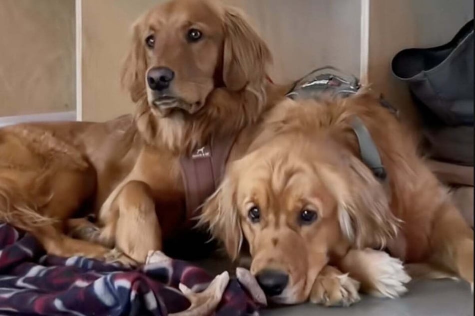 These dogs still love watching their humans climb!
